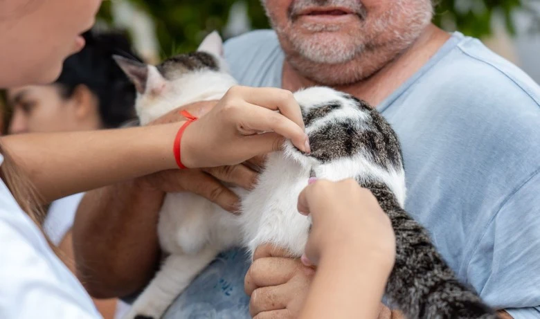 Dia D do "Setembro Caramelo" imuniza mais de 30 mil animais em Porto Velho