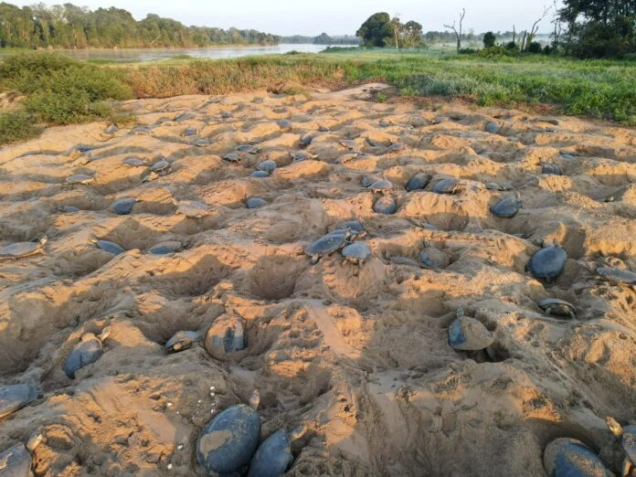 Monitoramento de quelônios no Parque Corumbiara termina nesta sexta-feira, 23, com alerta para reprodução da tartaruga-da-Amazônia