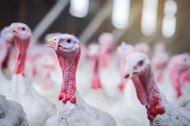 Uruguai suspende importação de aves de todo o Brasil após caso de Newcastle